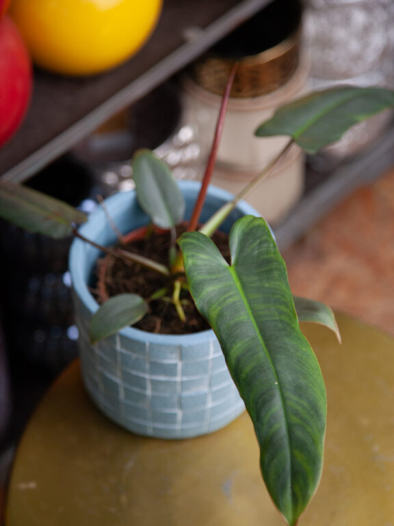 Zdjęcie rosliny doniczkowej Philodendron atabapoense, ujęcie 1