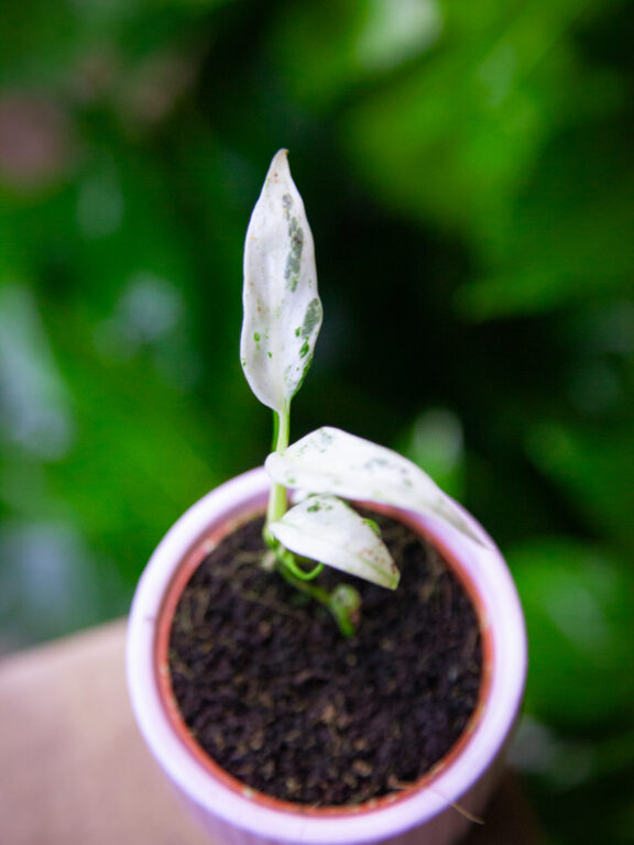 Zdjęcie rosliny doniczkowej Rhaphidophora puberula variegata, ujęcie 1