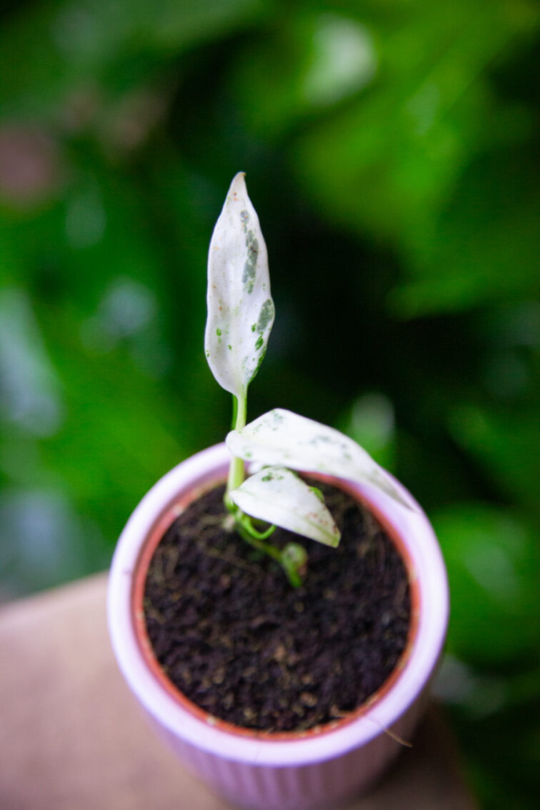 Zdjęcie rosliny doniczkowej Rhaphidophora puberula variegata, ujęcie 1