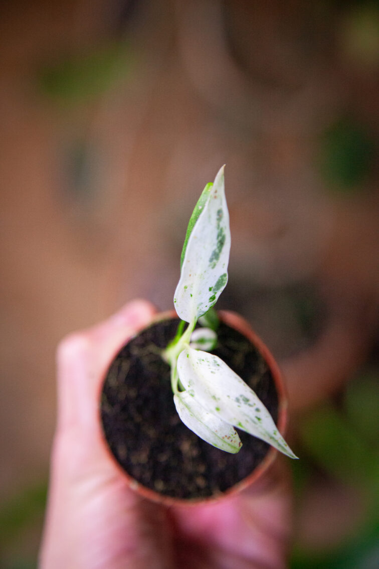 Zdjęcie rosliny doniczkowej Rhaphidophora puberula variegata, ujęcie 2