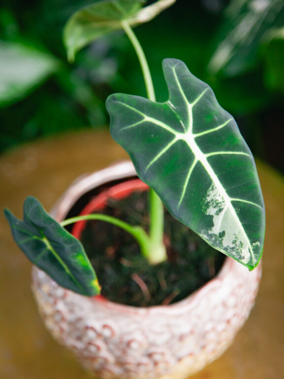 Zdjęcie rosliny doniczkowej Alocasia Frydek variegata, ujęcie 1